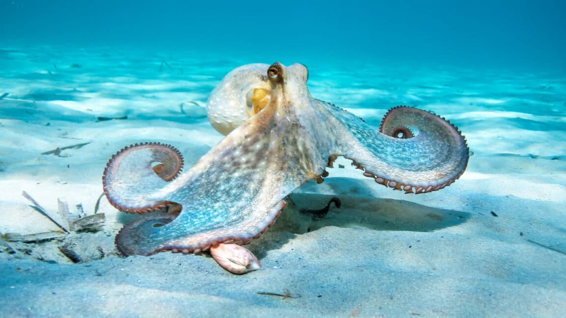Octopus Imposter Unmasked: Fossil Find Fooled Scientists for Decades